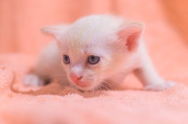 Kumaş yığını içinde sevimli bir kedi yavrusu.