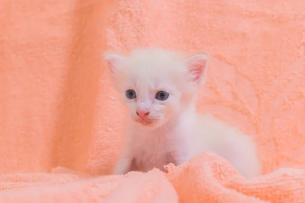 一只可爱的小猫在一堆布上 — 图库照片