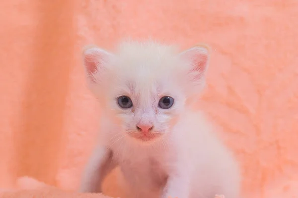 Kumaş Yığını Içinde Sevimli Bir Kedi Yavrusu — Stok fotoğraf