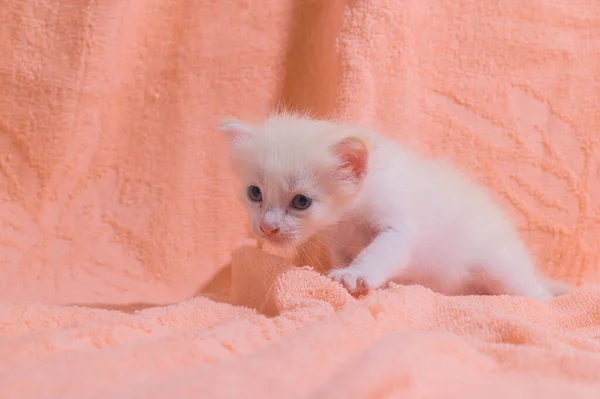 Gatinho Bonito Uma Pilha Panos — Fotografia de Stock