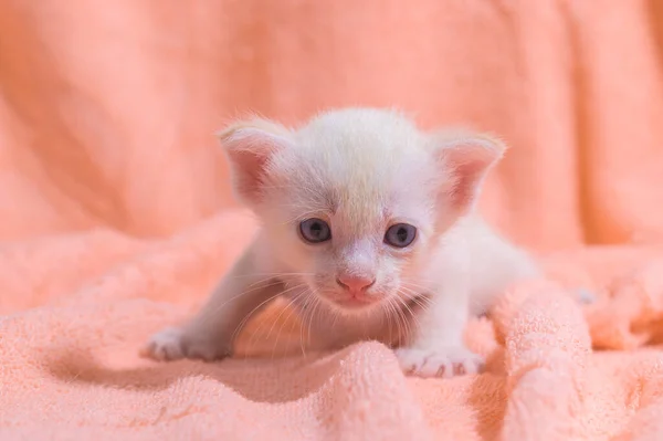 Kumaş Yığını Içinde Sevimli Bir Kedi Yavrusu — Stok fotoğraf