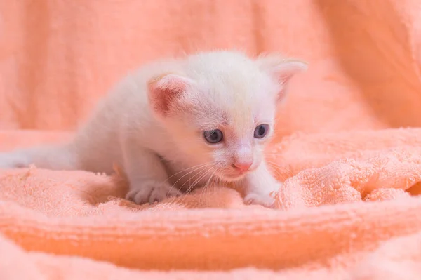 Lindo Gatito Montón Telas —  Fotos de Stock