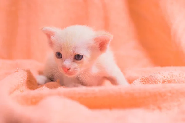 一只可爱的小猫在一堆布上 — 图库照片