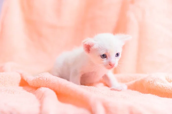 Gatinho Bonito Uma Pilha Panos — Fotografia de Stock