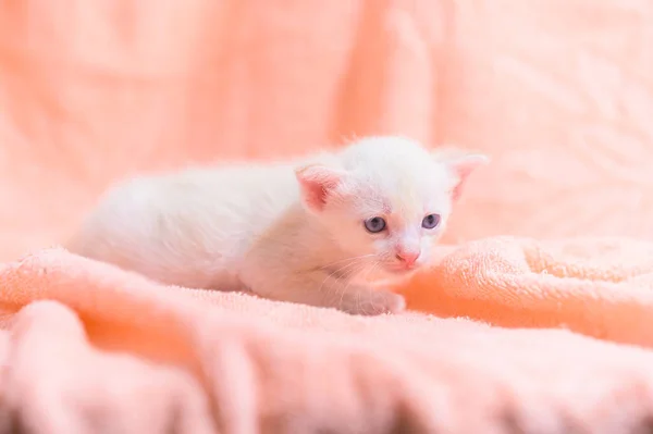 Gatinho Bonito Uma Pilha Panos — Fotografia de Stock