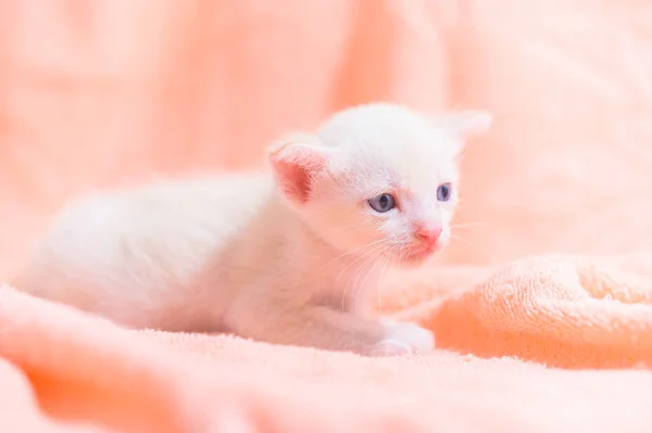 Lindo Gatito Montón Telas —  Fotos de Stock