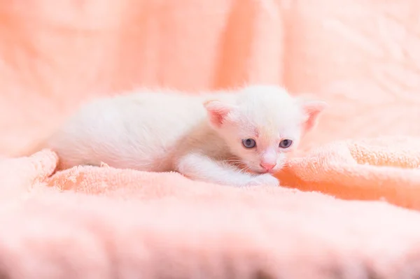 Gatinho Bonito Uma Pilha Panos — Fotografia de Stock