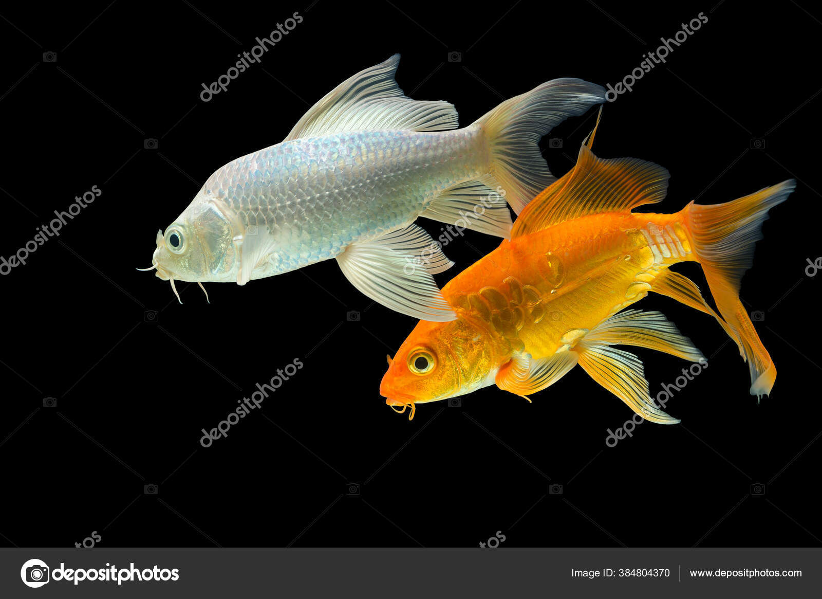 Stockfotos Schmetterling Koi Bilder Stockfotografie Schmetterling Koi Lizenzfreie Fotos Depositphotos