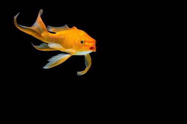 Siyah arka planda Kelebek Koi