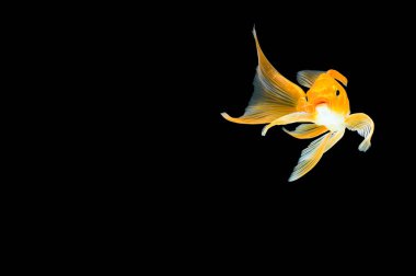 Siyah arka planda Kelebek Koi