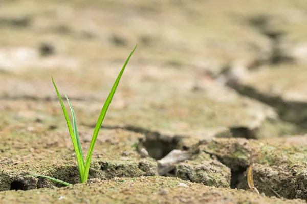 乾燥した土壌 地球温暖化で成長する木 — ストック写真