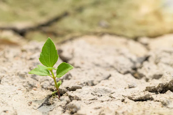 Trees that grow in arid soil, global warming