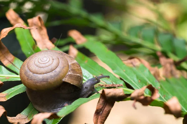 Macro Lumaca Albero Natura — Foto Stock