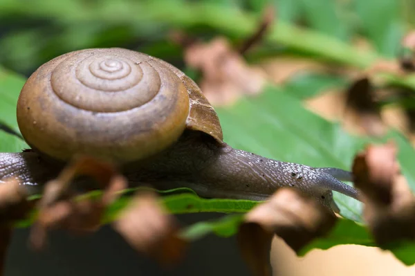 Snigel Makro Ett Träd Naturen — Stockfoto