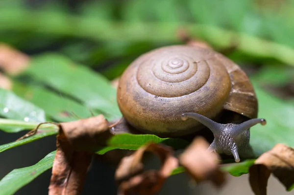 Macro Lumaca Albero Natura — Foto Stock