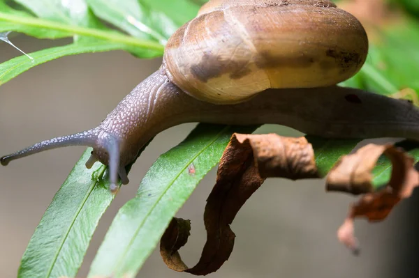 Macro Lumaca Albero Natura — Foto Stock