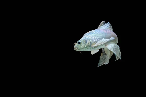 Borboleta Koi Branco Preto Fundo Cena — Fotografia de Stock