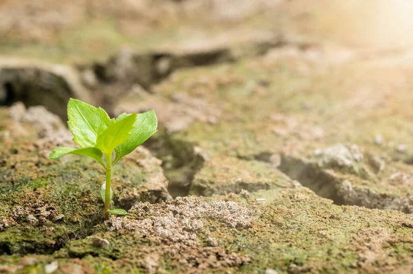 Bomen Die Groeien Droge Grond Opwarming Van Aarde Stockfoto