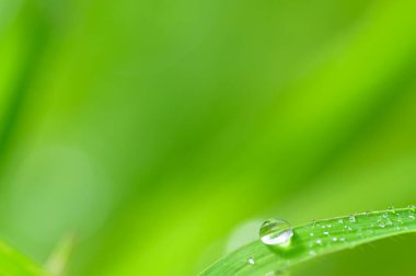 Aşk kavramı, dünya yeşili çevre.