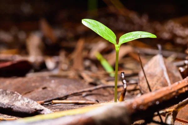 Doğal ormanda büyüyen ağaçlar.
