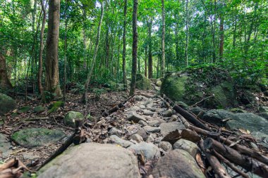 Orman ağaçları. doğa yeşil ahşap güneş ışığı arka planı.