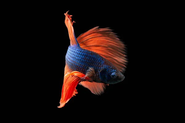 Gros Plan Poisson Betta Demi Lune Corps Bleu Queue Rouge — Photo