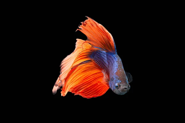 물고기 꼬리검은 — 스톡 사진