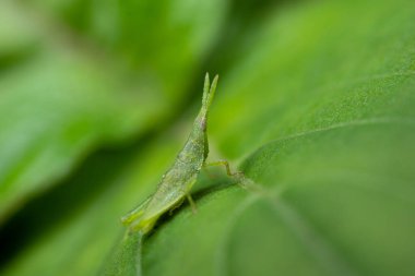 Yeşil yapraklı yeşil çekirge makrosu.