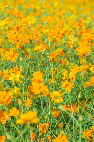 Fondo Jardín Flor Naranja Amarillo — Foto de Stock