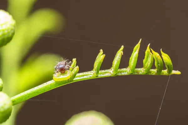 Macro Hormigas Sobre Hojas Verdes —  Fotos de Stock