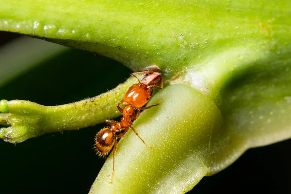 Macromieren Groene Bladeren — Stockfoto