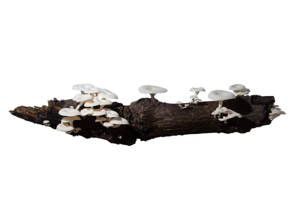 白い背景の木のキノコグループ — ストック写真