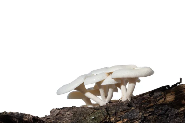白い背景の木のキノコグループ — ストック写真