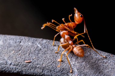 Yeşil yapraklı Makro karıncalar