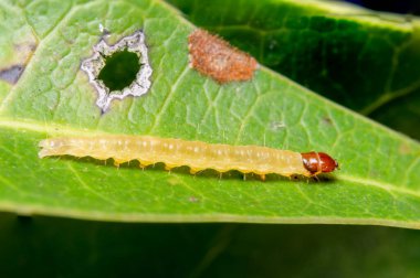 Dallardaki Macro solucanı