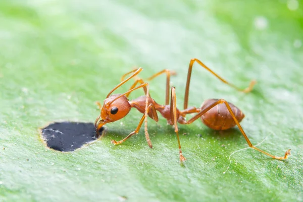 Macro Ants Green Leaves — Stock Photo, Image