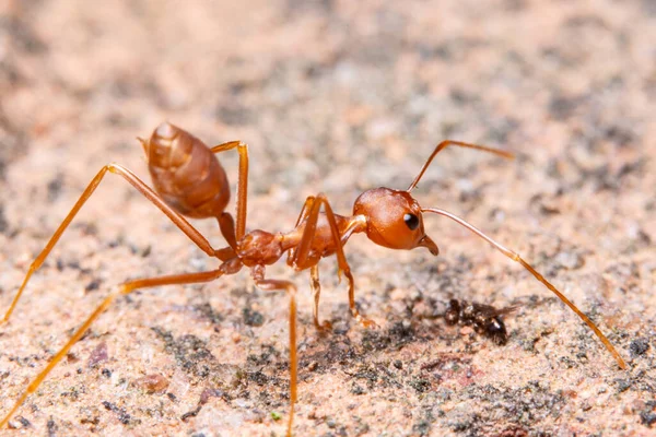 Semut Makro Pada Daun Hijau — Stok Foto