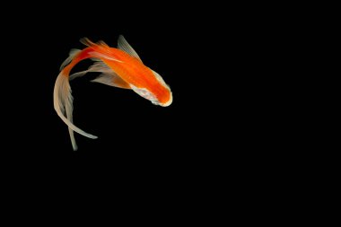 Kuyrukluyıldız türlerini kapatın. Yüksek açı, siyah arka plan.