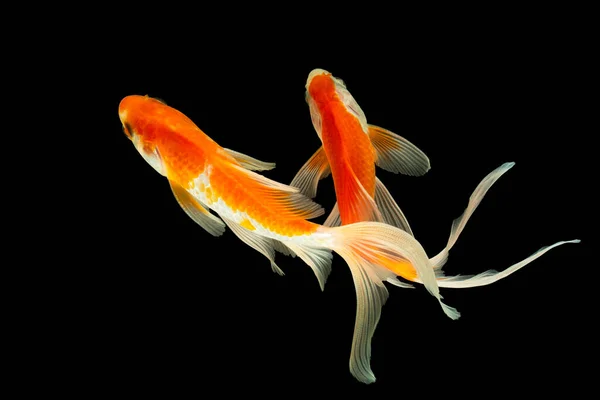 Kuyrukluyıldız türlerini kapatın. Yüksek açı, siyah arka plan.