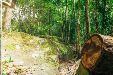 Ağaçların manzarası, ormanlar, nemli doğa.