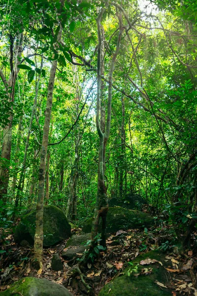 Vista Árboles Bosques Naturaleza Húmeda — Foto de Stock