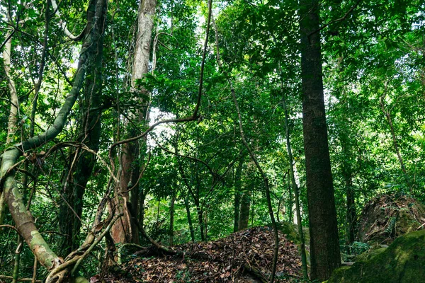 Vista Árboles Bosques Naturaleza Húmeda — Foto de Stock