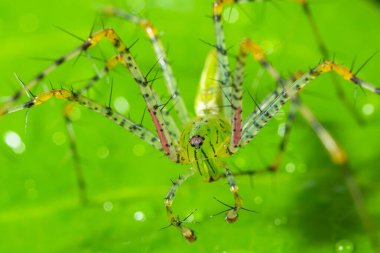 Yeşil örümcek makrosu Yaprakta uzun bacaklar Yeşil sahne
