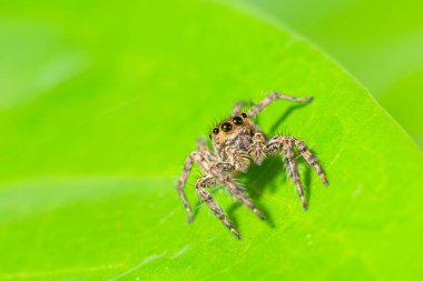 Yeşil yapraklı kahverengi örümcek makrosu