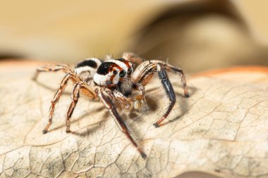 Macro brown jumping spider backdrop on dry leaves