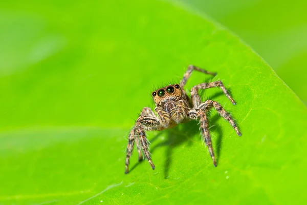 Hnědé Pavoučí Makro Zelených Listech — Stock fotografie