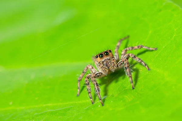 Macro Ragno Marrone Foglie Verdi — Foto Stock