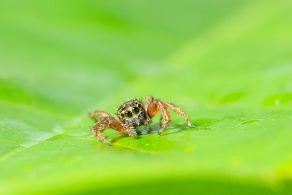 緑の葉に茶色のクモのマクロ — ストック写真