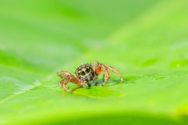 Macro Araña Marrón Sobre Hojas Verdes —  Fotos de Stock