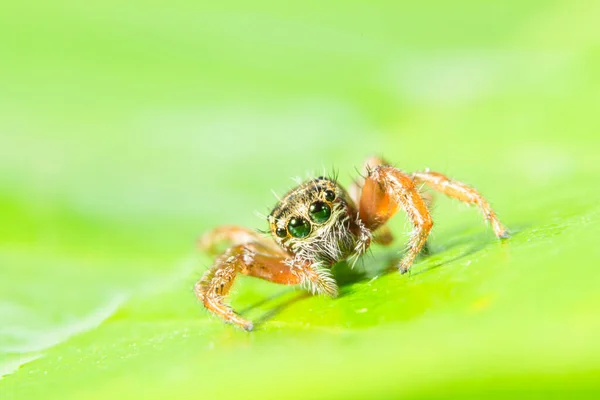 Bruine Spinnenmacro Groene Bladeren — Stockfoto